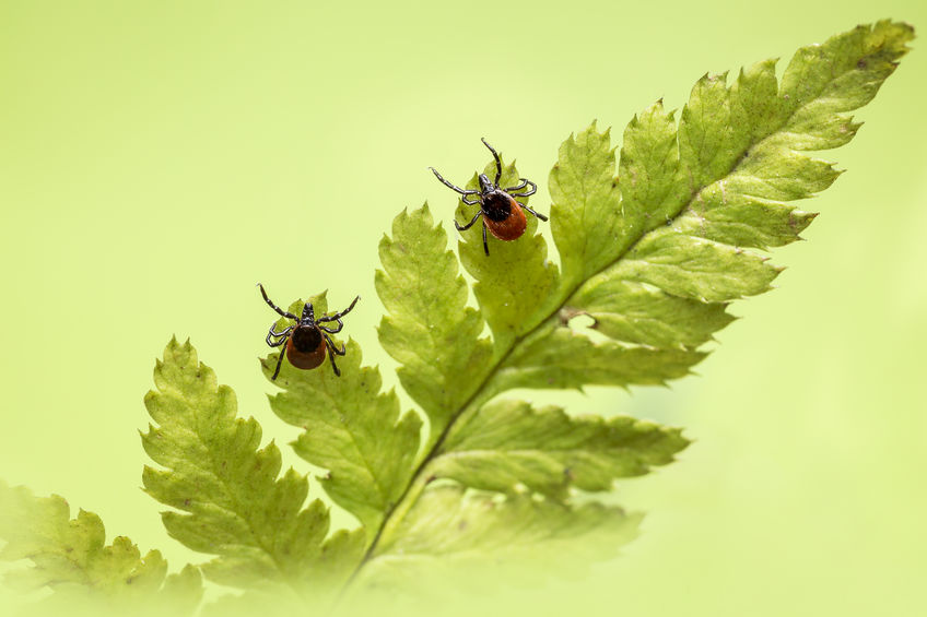 neurofeedback for lyme disease, neurofeedback for lyme, neurofeedback therapy for lyme, neurotherapy for lyme disease neurofeedback for lyme disease, neurofeedback for lyme, neurofeedback therapy for lyme, neurotherapy for lyme disease